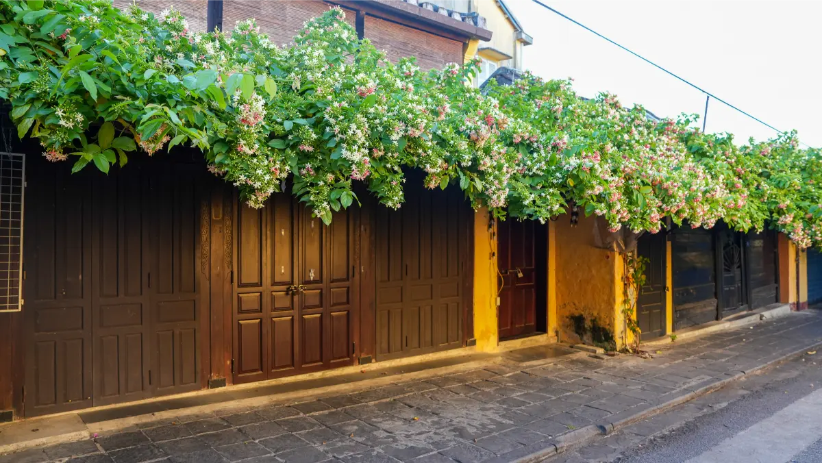Historic Hoi An shophouses with dark wooden doors and cascading white and pink flowering vines across the tiled roofline.
